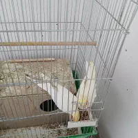 یک جفت عروس هلندی مولد