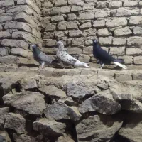 باسلام خدمت  دوستان عشق بار