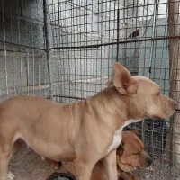 سگ پیتبول ماده و بولداگ