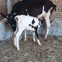 گاوگوساله ماده