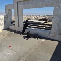 سگ ژرمن شولاین بلک