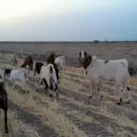 نر بز اصیل و درشت  کل بدون شاخ