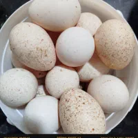 تخم بوقلمون نطفه دار