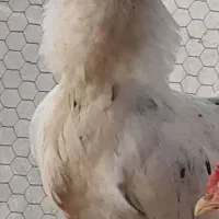 مرغ و جوجه های فول کیفیت گلین|حیوانات مزرعه|سمنان, |دیوار