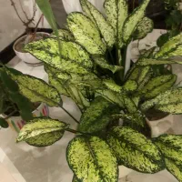 مجموعه گل زیبا|گل و گیاه طبیعی|اندیشه, شهرک مریم|دیوار