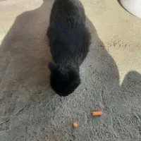 گربه سیاه حرف گوش کن