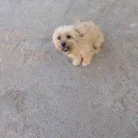 سگ پاکوتاه|سگ|اسفراین, |دیوار