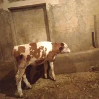 فروش و تهیه گوساله نر و ماده جنس خوب