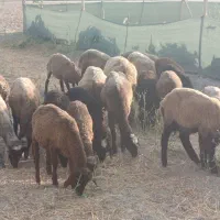 بره ماده ناب