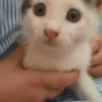 واگذاری گربه ی خانگی