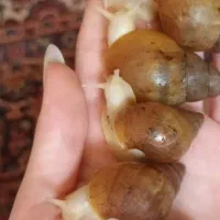 فروش حلزون آچاتینا آلبینو