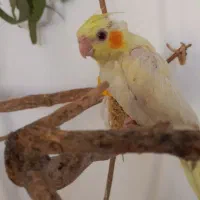 عروس چشم شرابی