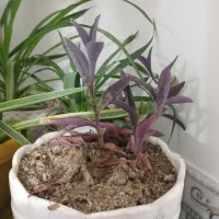 انواع گلدانهای طبیعی|گل و گیاه طبیعی|ورامین, ورامین|دیوار