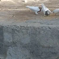 کبوتر طوقی|پرنده|خانمیرزا, |دیوار