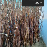 تولید وارسال نهال میوه