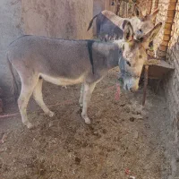 حیوانات مزرعه