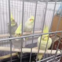 فروش عروس هلندی ومرغ عشق وبرزیلی