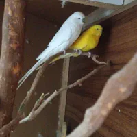 مرغ عشق انگلیسی خوش رنگ و بلند