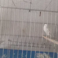 قناری دورگه خاص ابلغ خوشگل وسفید معمولی|پرنده|کرمان, |دیوار