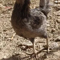 مرغ و خروس محلی