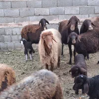 میش بره افشاری|حیوانات مزرعه|خمینیشهر, |دیوار