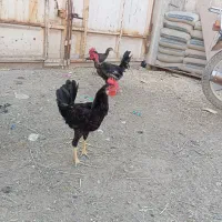 خروس سیاه