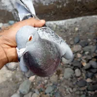 کبوتر|پرنده|جیرفت, |دیوار