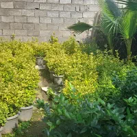 فروش انواع گل لوکس|گل و گیاه طبیعی|رحیمآباد, |دیوار