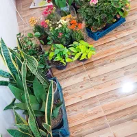 گل های زینتی اپارتمانی قیمت مناسب