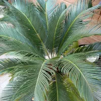 سیکاس ده ساله