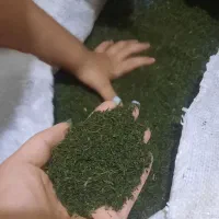 شوید سبز اعلا خونگی شسته شده بدون خاک