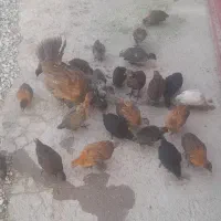 جوجه مرغ ۲ ماهه لری