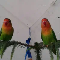 کوتوله برزیلی