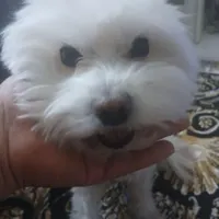 سک‌بامزه