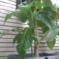 هشت عدد گل خانگی فروشی