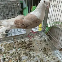 فروش نر...|پرنده|اردکان, |دیوار
