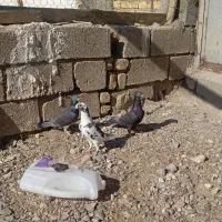 کبوتر|پرنده|فسا, |دیوار