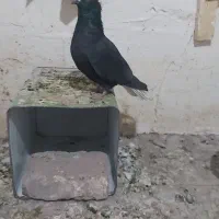 سبز پلنگ ‌، دم سفید|پرنده|زرند, |دیوار