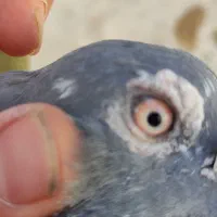 لوستر کبوتری