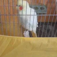 عروس هلندی ماده|پرنده|ماسال, |دیوار