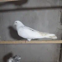 کبوترپرشی|پرنده|رشت, یخسازی|دیوار