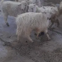 چپشت چاق فول رودخانه