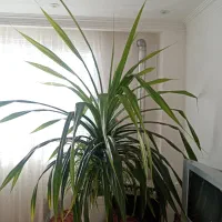 گل پاندانوس، 14ساله،شاداب