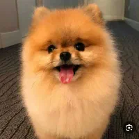 حیوان خانگی