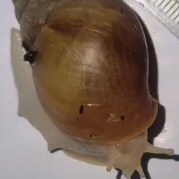 حلزون الوبینا