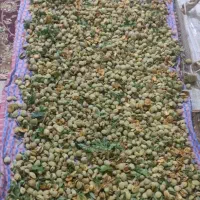 بادام /تازه /کاغذی/ درجه یک