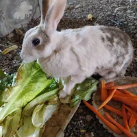 خرگوش|موش و خرگوش|رفسنجان, |دیوار