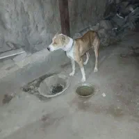 سگ نژاد دار|سگ|تاکستان, |دیوار