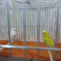 مرغ عشق جفت