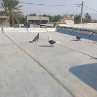 کبوتر